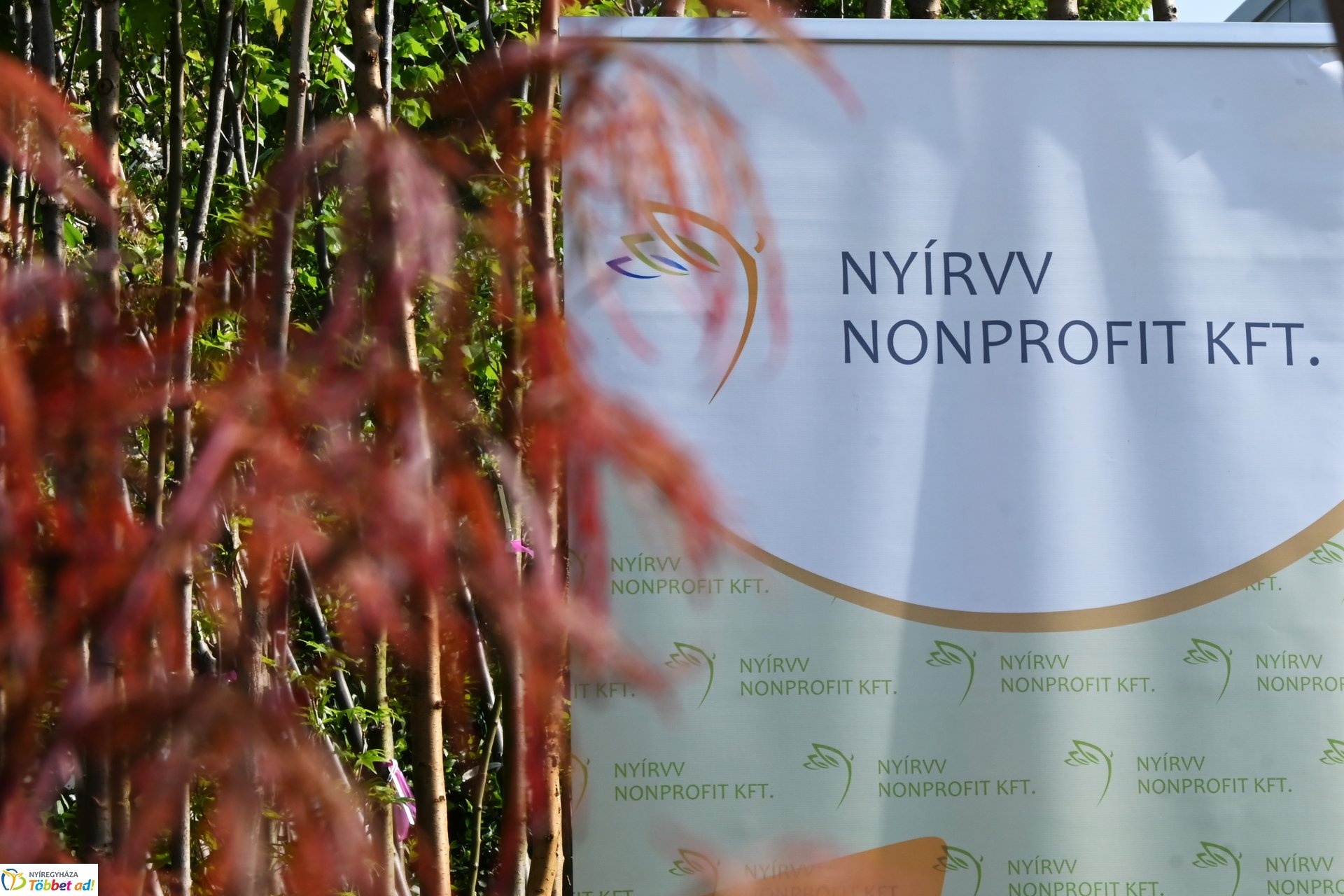 A szomszéd fűje mindig zöldebb - fűmagvak átadása a NYÍRVV-nél