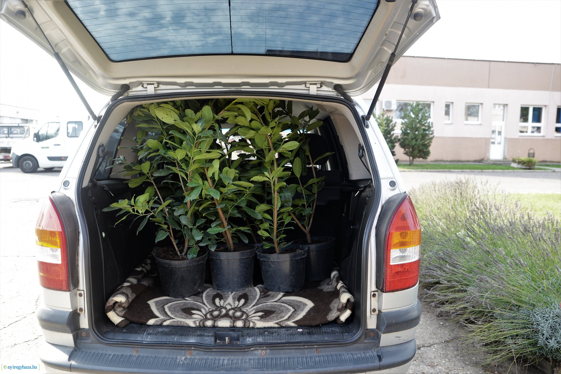 A Városszépítő program növényeinek átadása