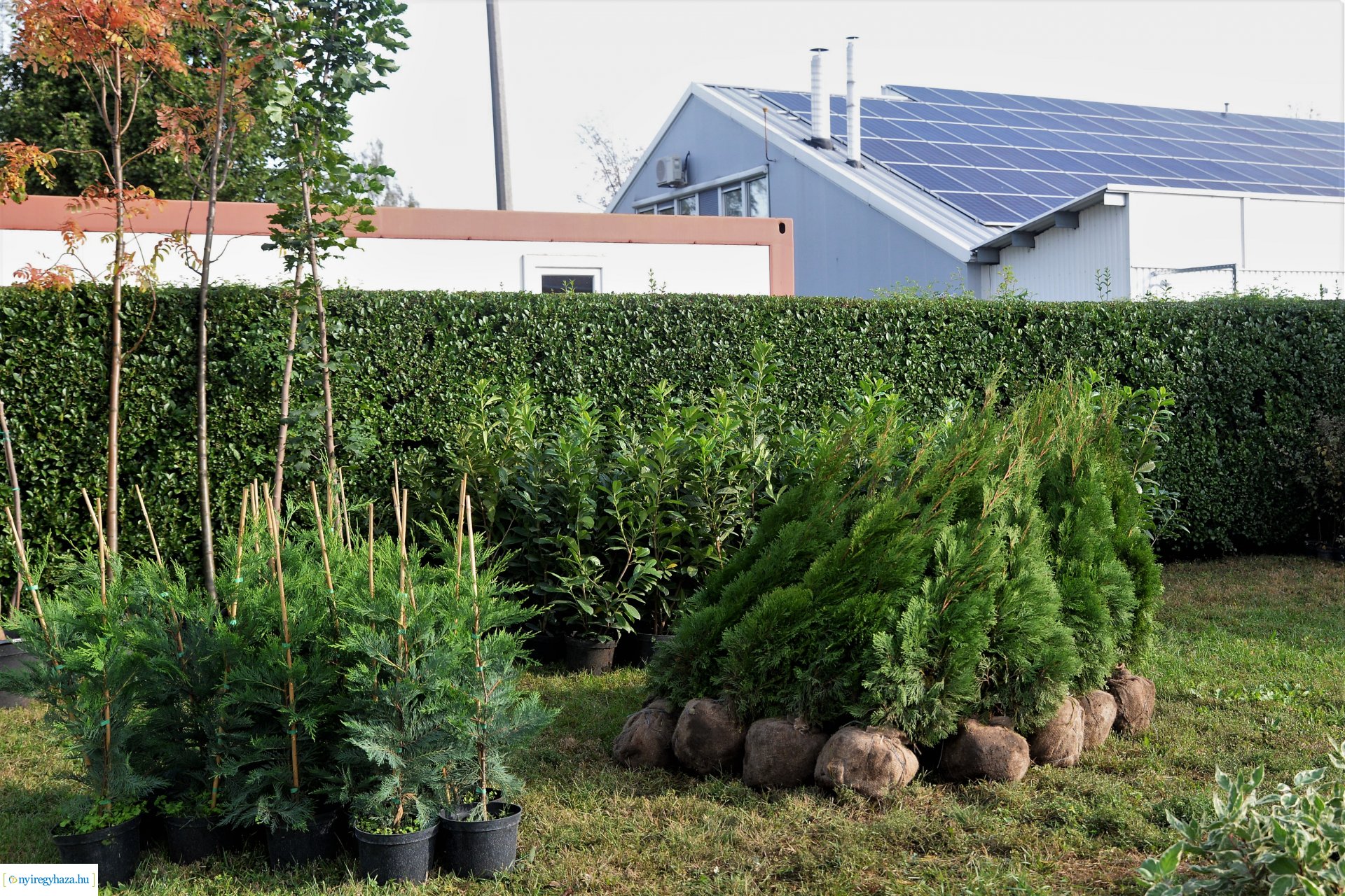 A Városszépítő program növényeinek átadása