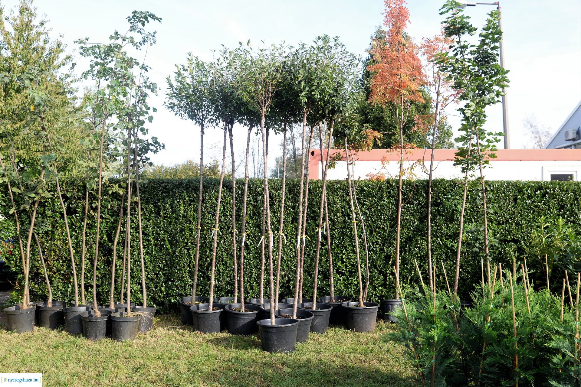 A Városszépítő program növényeinek átadása