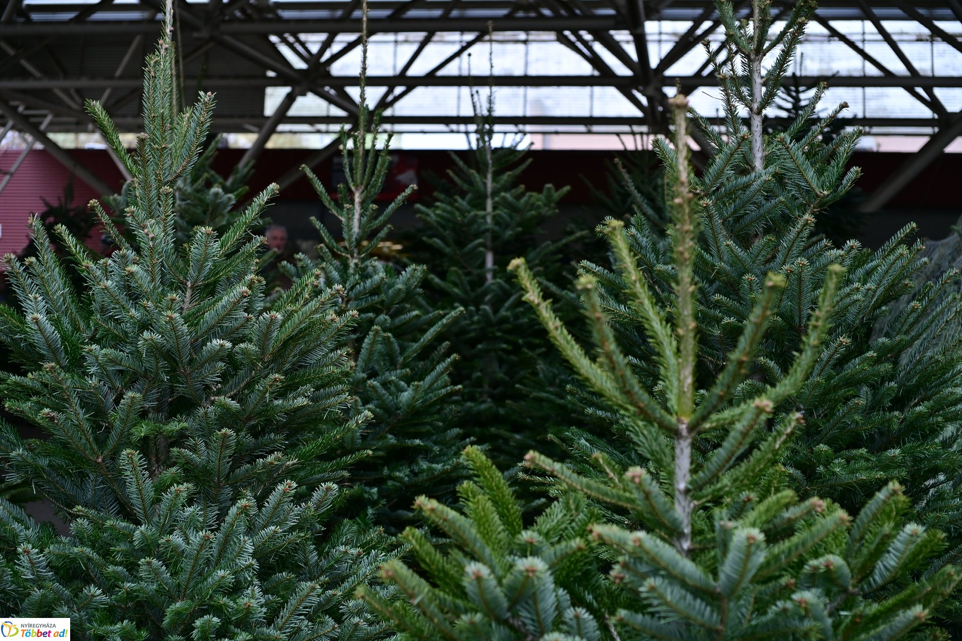 Karácsonyra készülve a Búza téri piacon - 2024