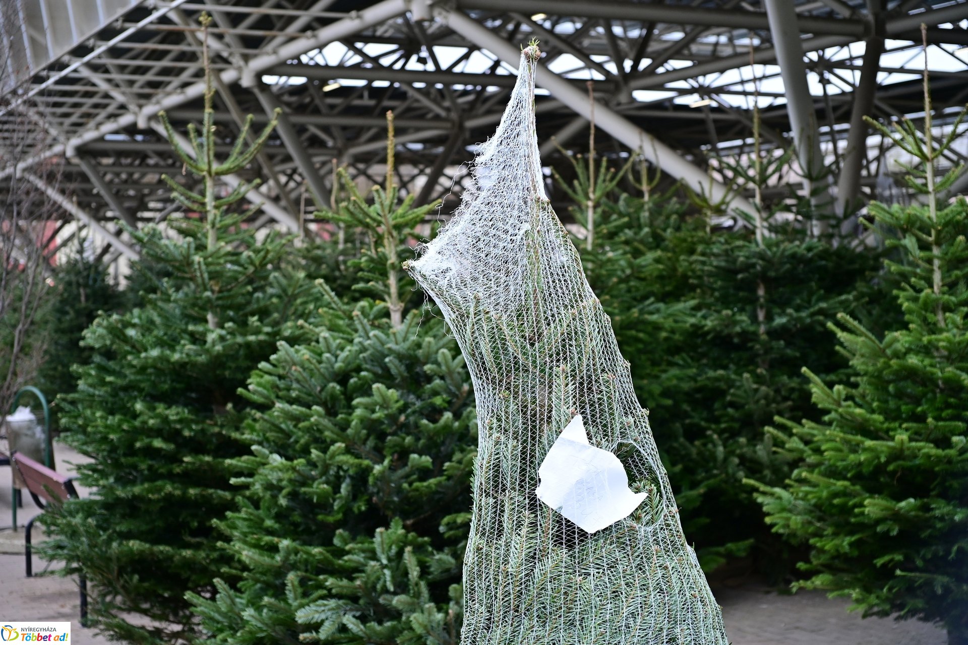 Karácsonyra készülve a Búza téri piacon - 2024