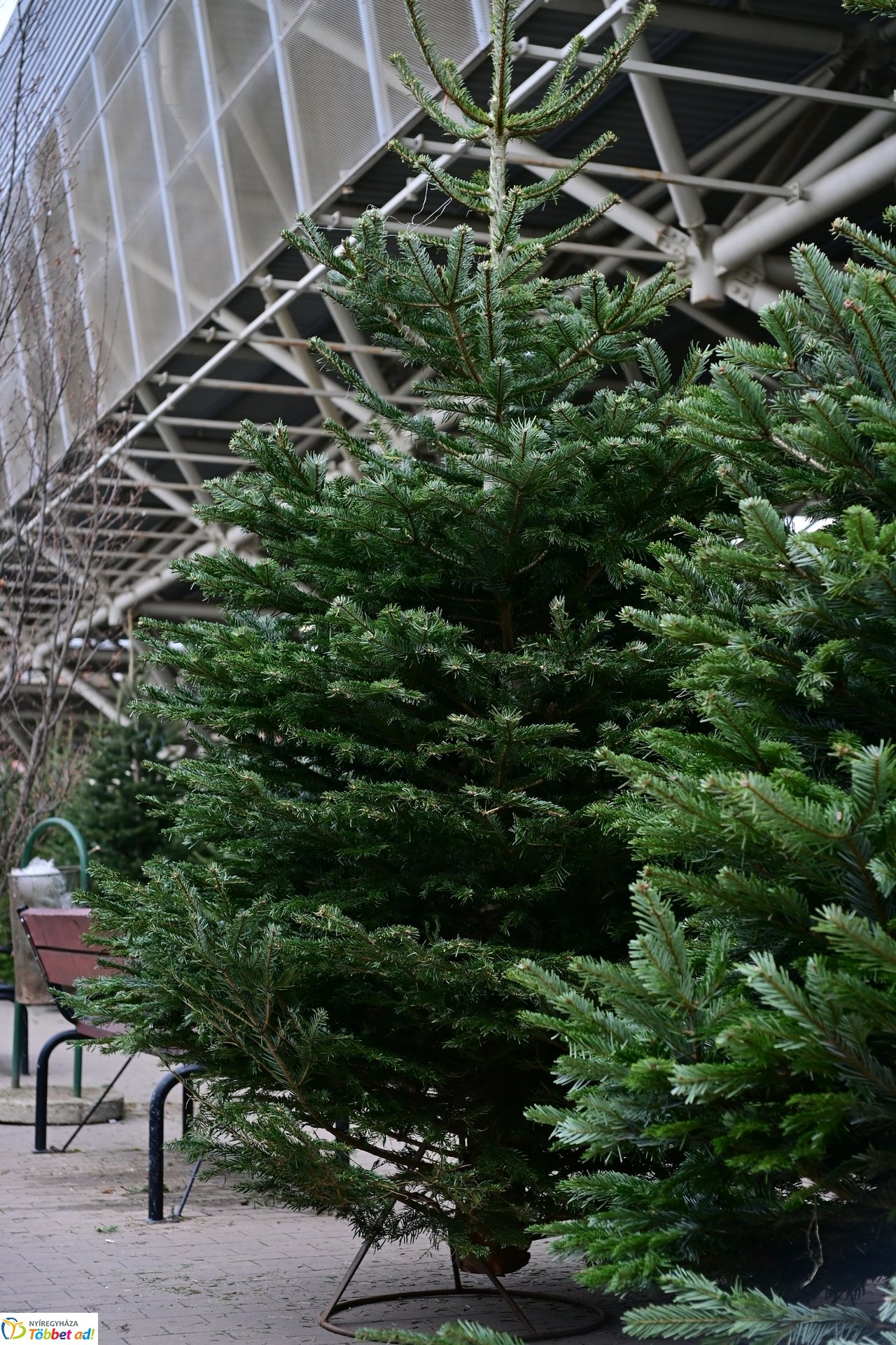 Karácsonyra készülve a Búza téri piacon - 2024