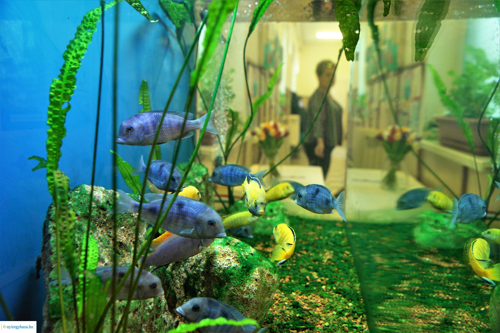 Akvárium átadó ünnepség a Szabó Lőrinc tagintézményben