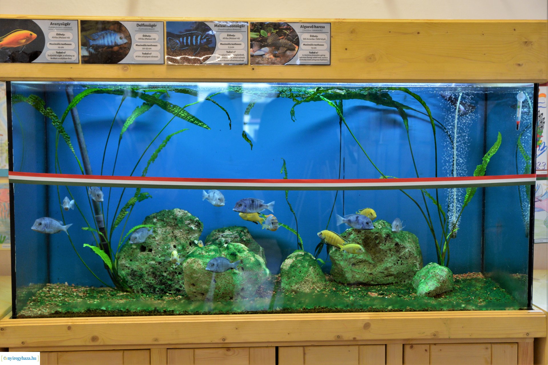 Akvárium átadó ünnepség a Szabó Lőrinc tagintézményben