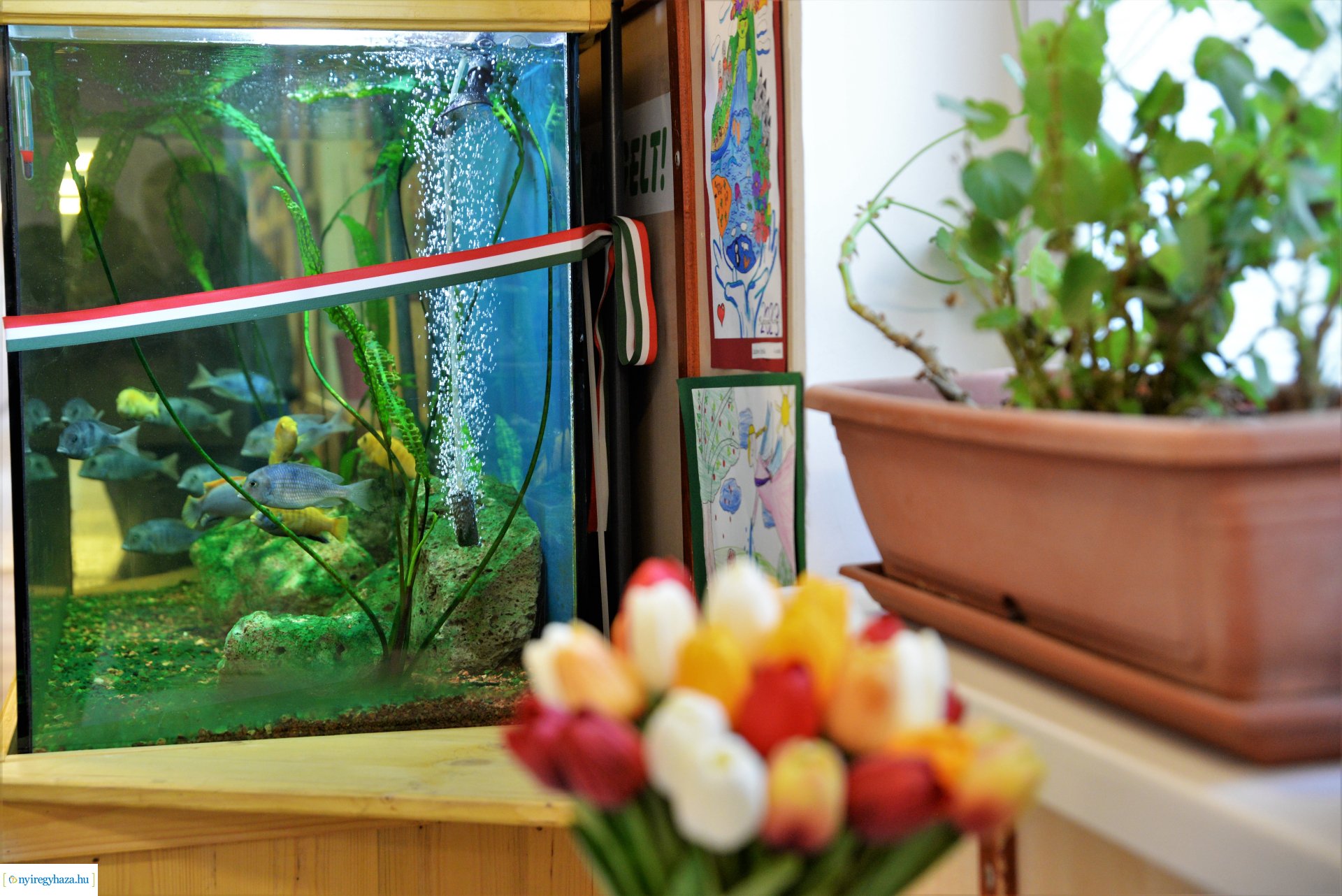 Akvárium átadó ünnepség a Szabó Lőrinc tagintézményben