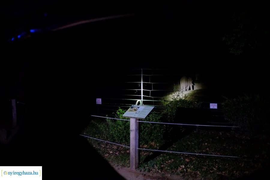 Állatkertek Éjszakája 2024 - Nyíregyháza