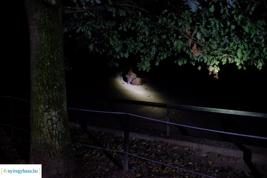 Állatkertek Éjszakája 2024 - Nyíregyháza