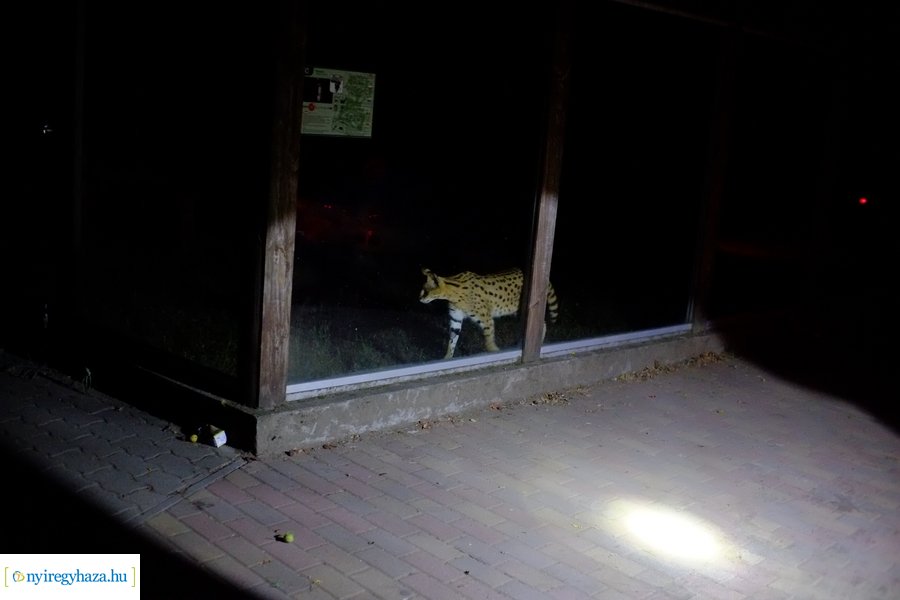 Állatkertek Éjszakája 2024 - Nyíregyháza