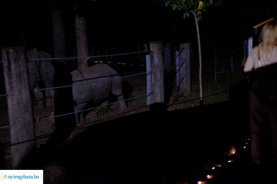 Állatkertek Éjszakája 2024 - Nyíregyháza