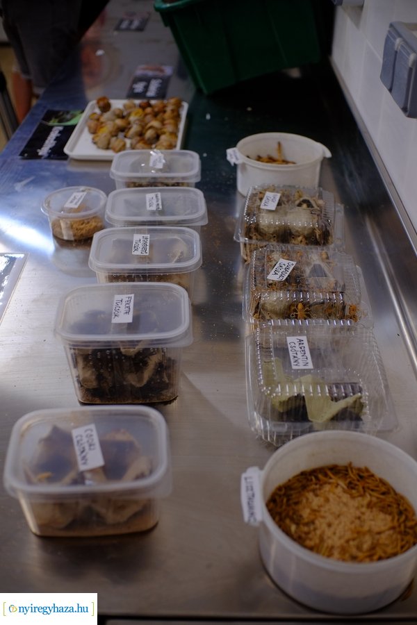 Állatkertek Éjszakája 2024 - Nyíregyháza