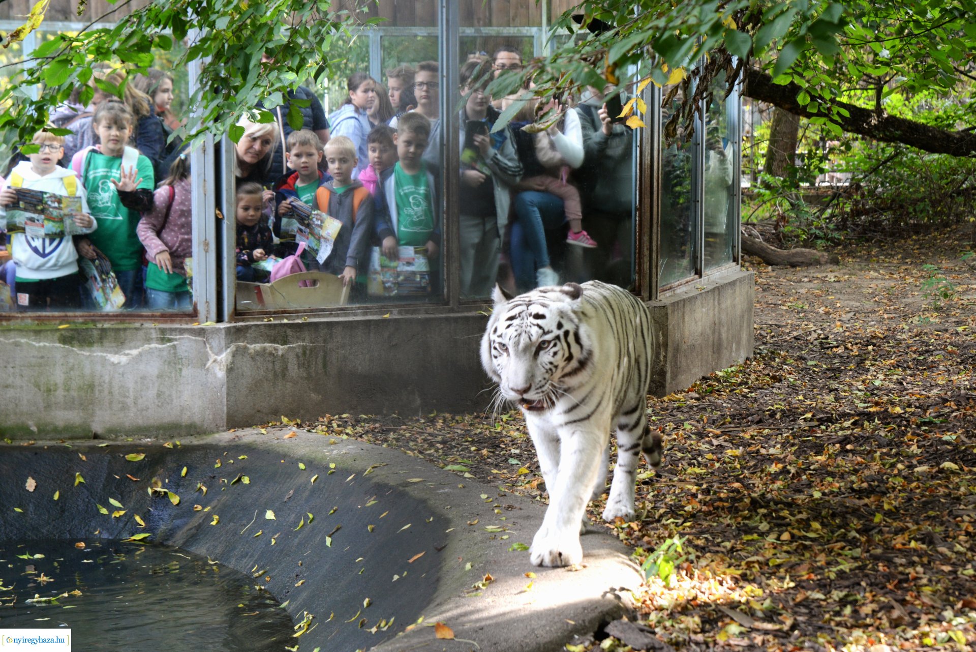 Állatok Világnapja a Nyíregyházi Állatparkban - 2023
