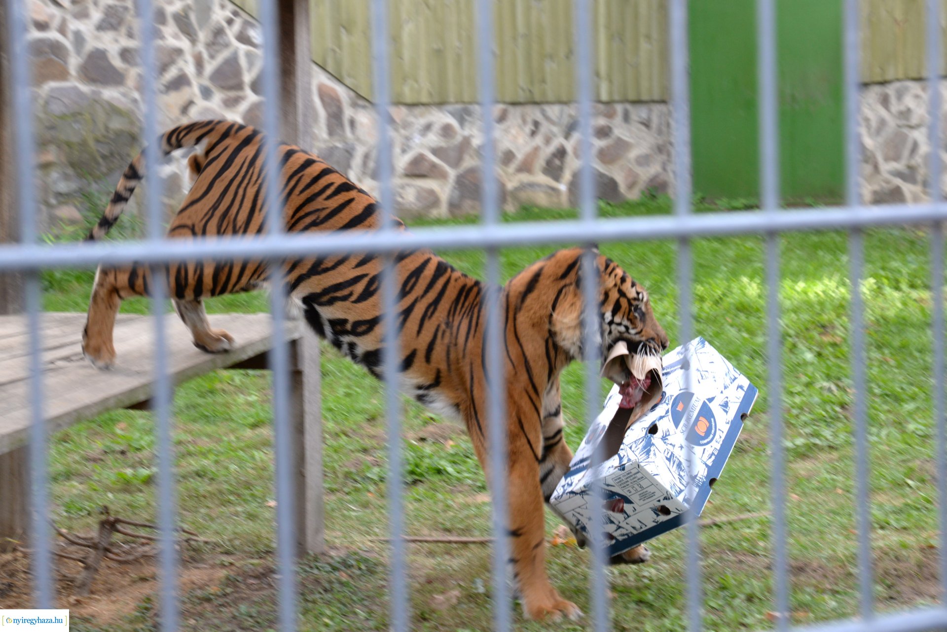 Állatok Világnapja a Nyíregyházi Állatparkban - 2023