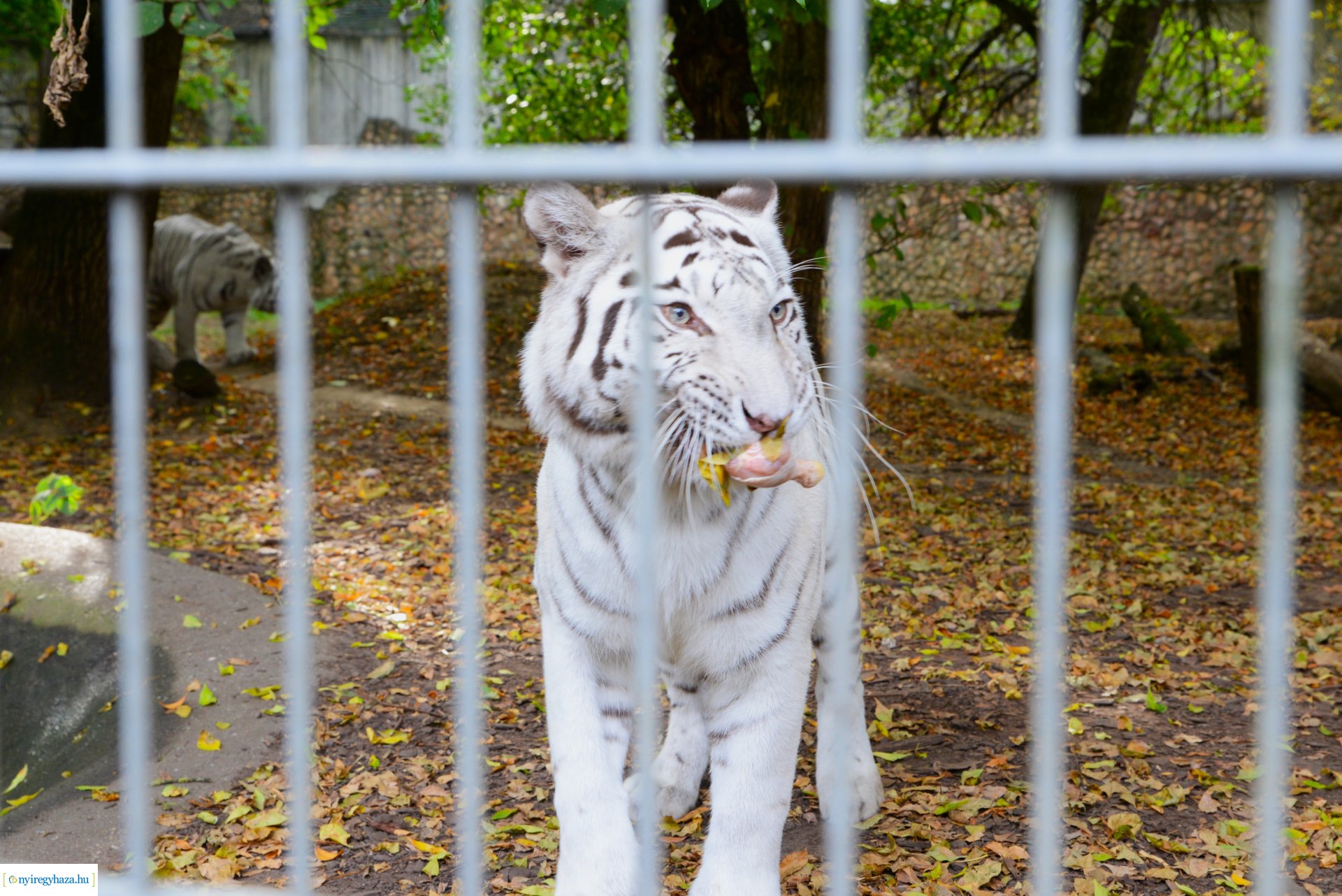 Állatok Világnapja a Nyíregyházi Állatparkban - 2023