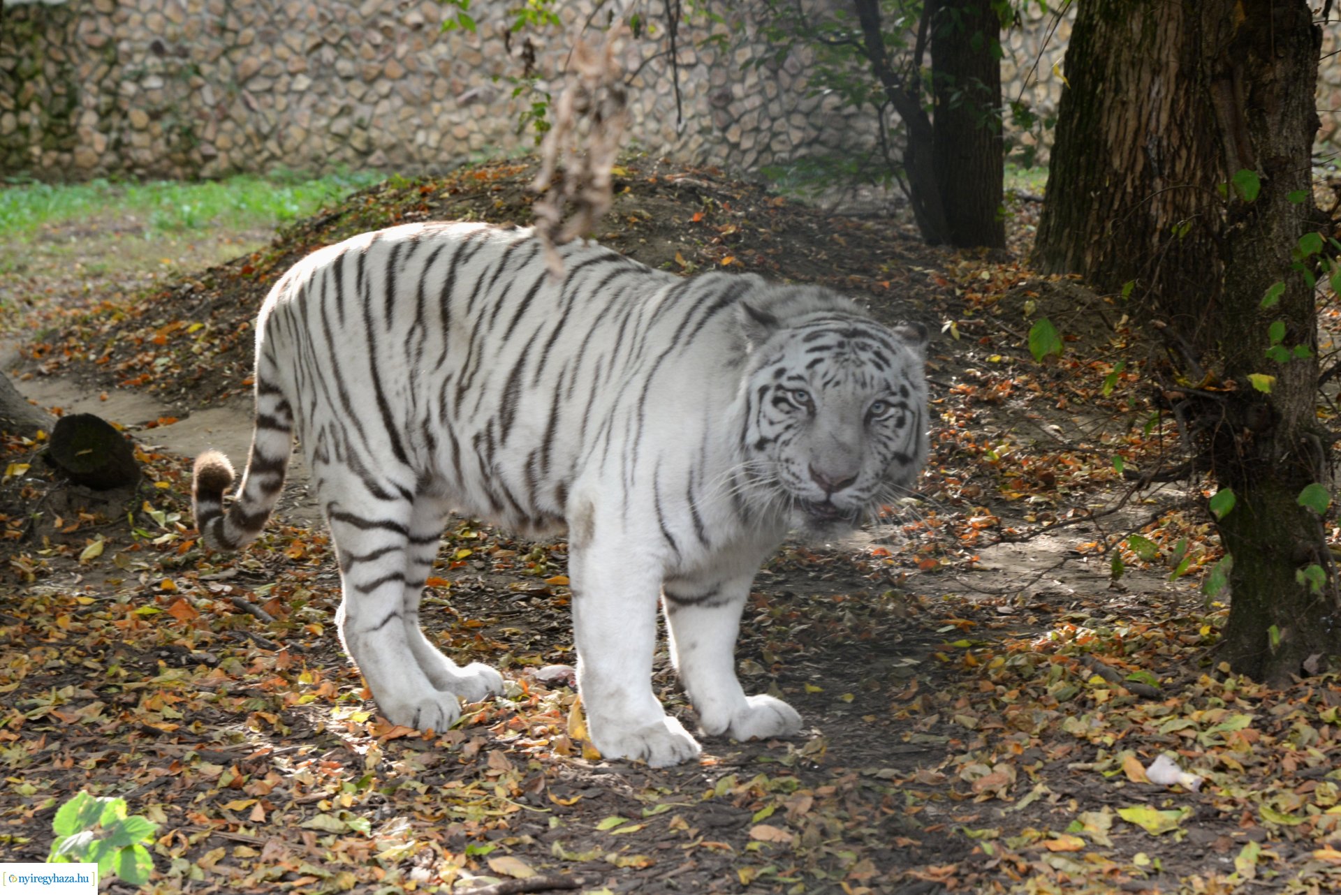 Állatok Világnapja a Nyíregyházi Állatparkban - 2023