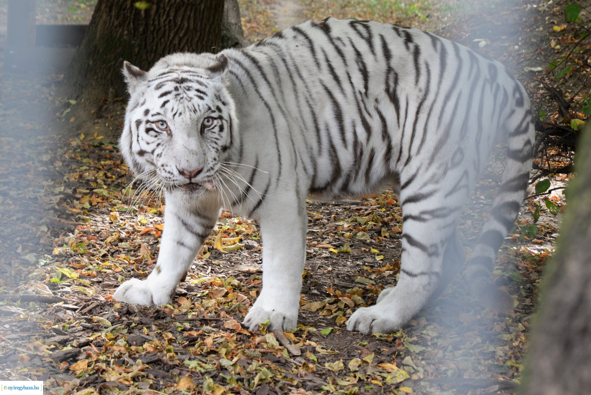 Állatok Világnapja a Nyíregyházi Állatparkban - 2023