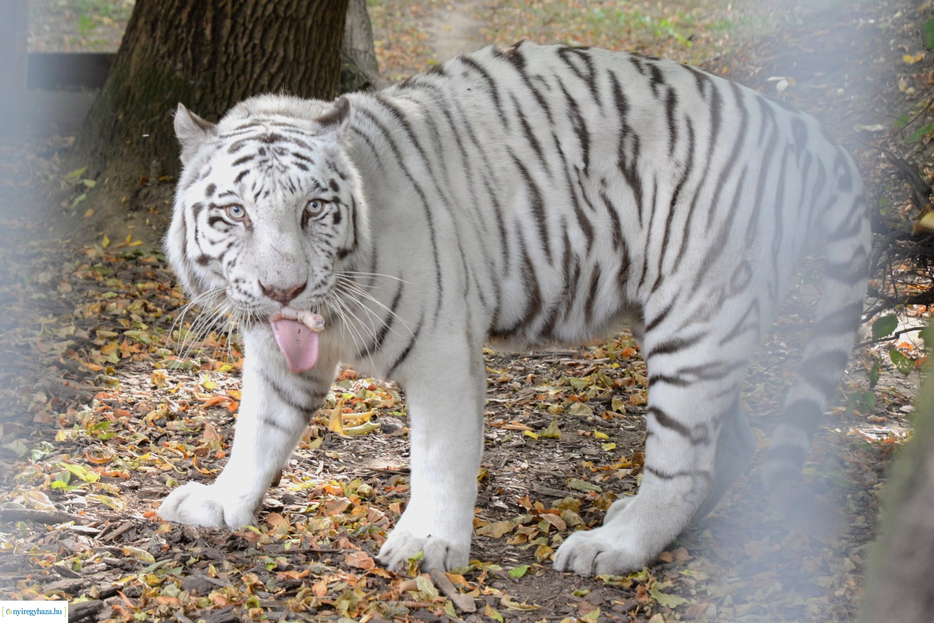 Állatok Világnapja a Nyíregyházi Állatparkban - 2023