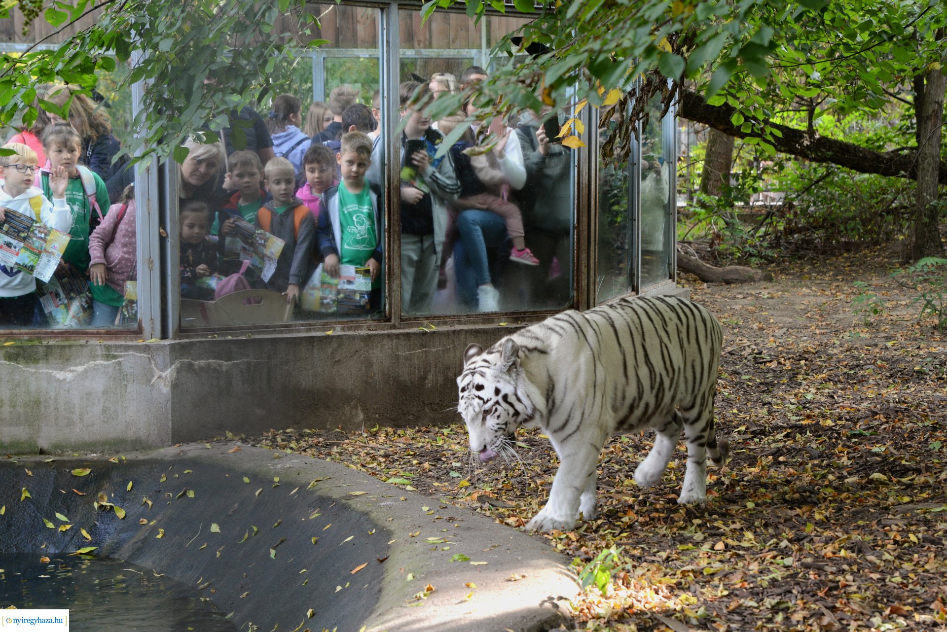 Állatok Világnapja a Nyíregyházi Állatparkban - 2023