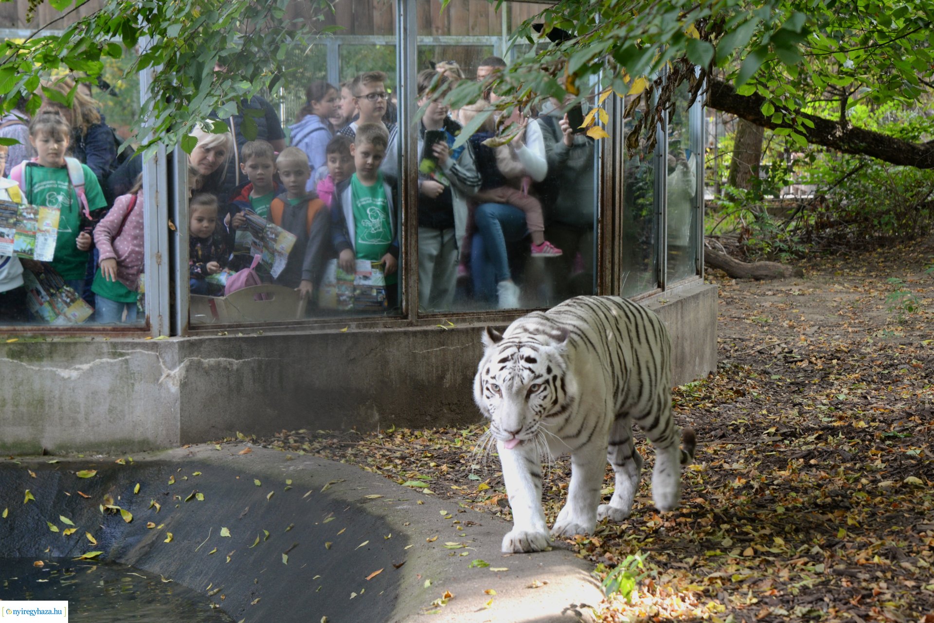 Állatok Világnapja a Nyíregyházi Állatparkban - 2023