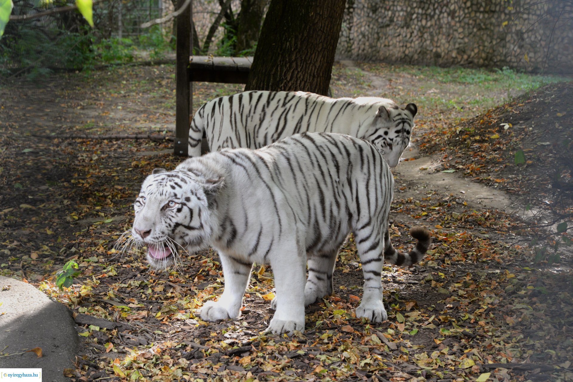 Állatok Világnapja a Nyíregyházi Állatparkban - 2023