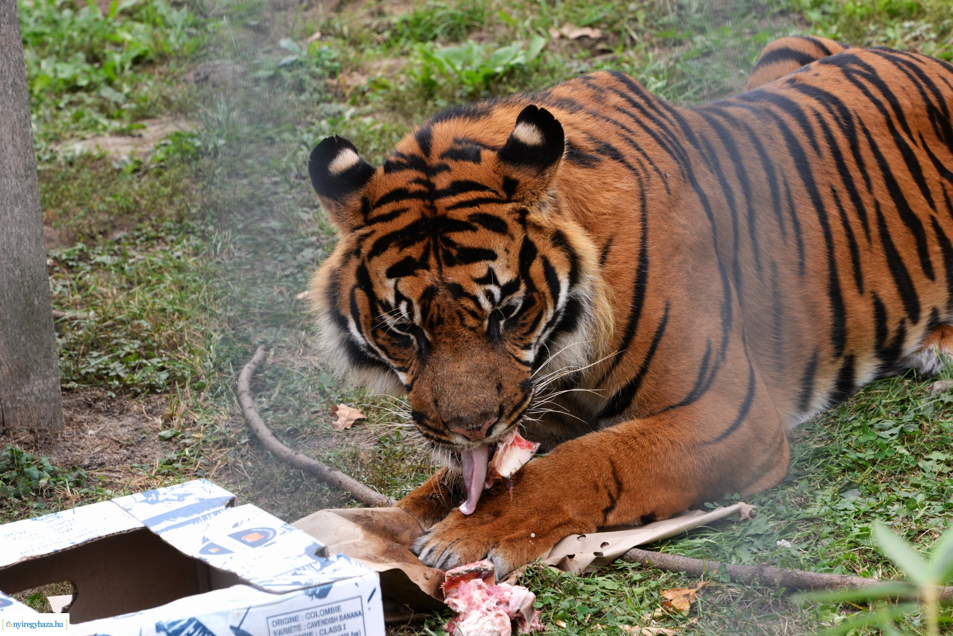 Állatok Világnapja a Nyíregyházi Állatparkban - 2023