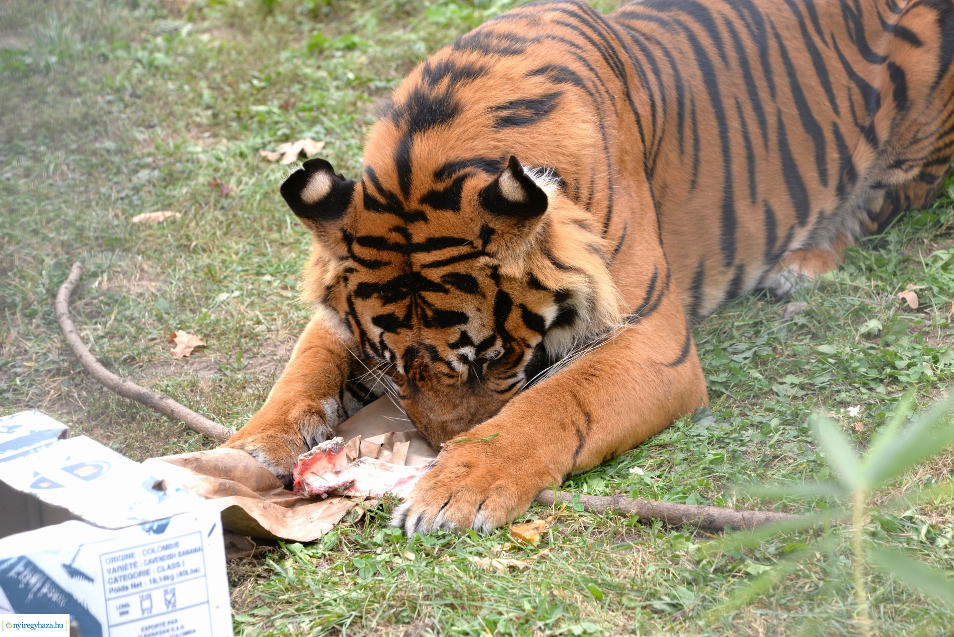 Állatok Világnapja a Nyíregyházi Állatparkban - 2023