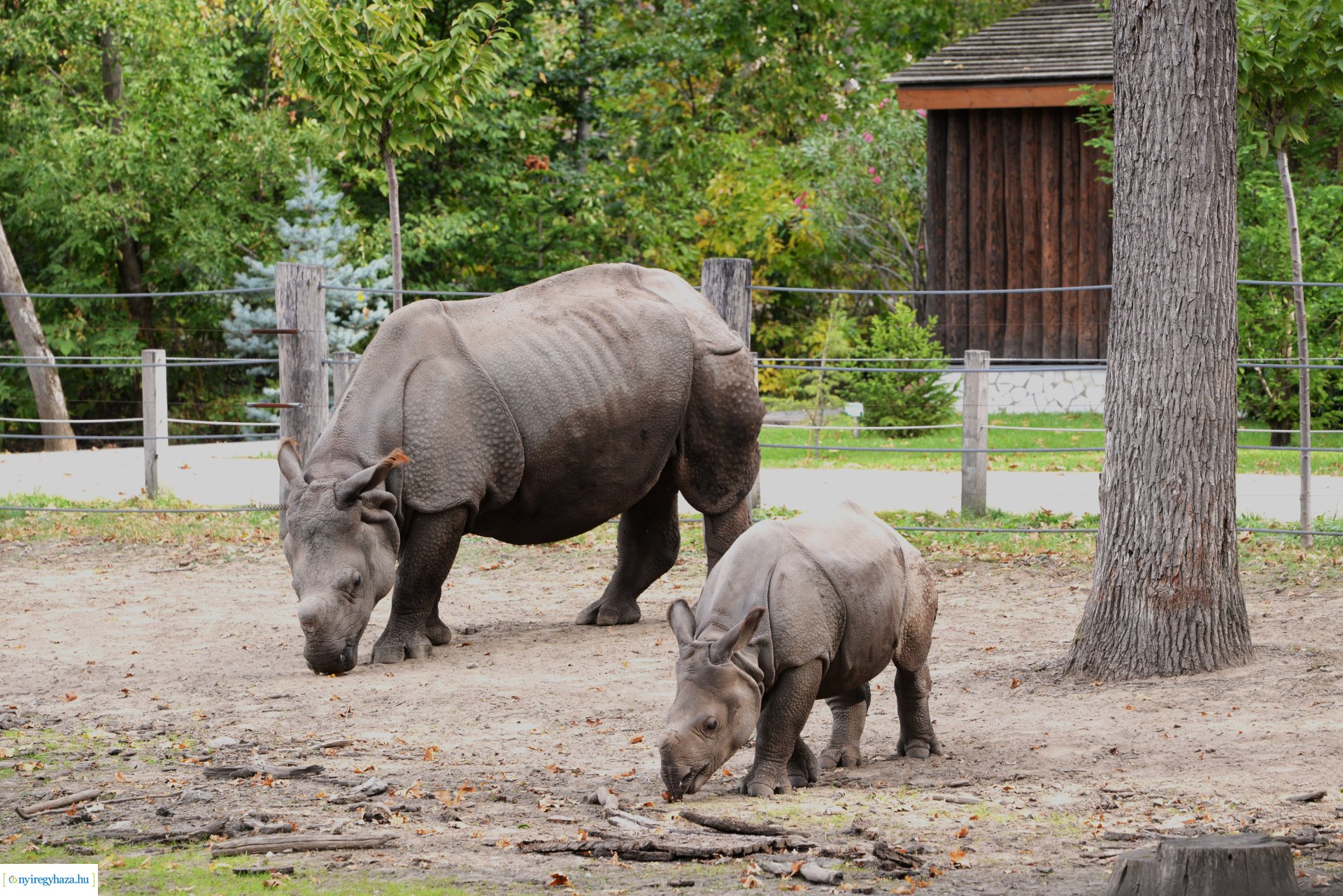 Állatok Világnapja a Nyíregyházi Állatparkban - 2023