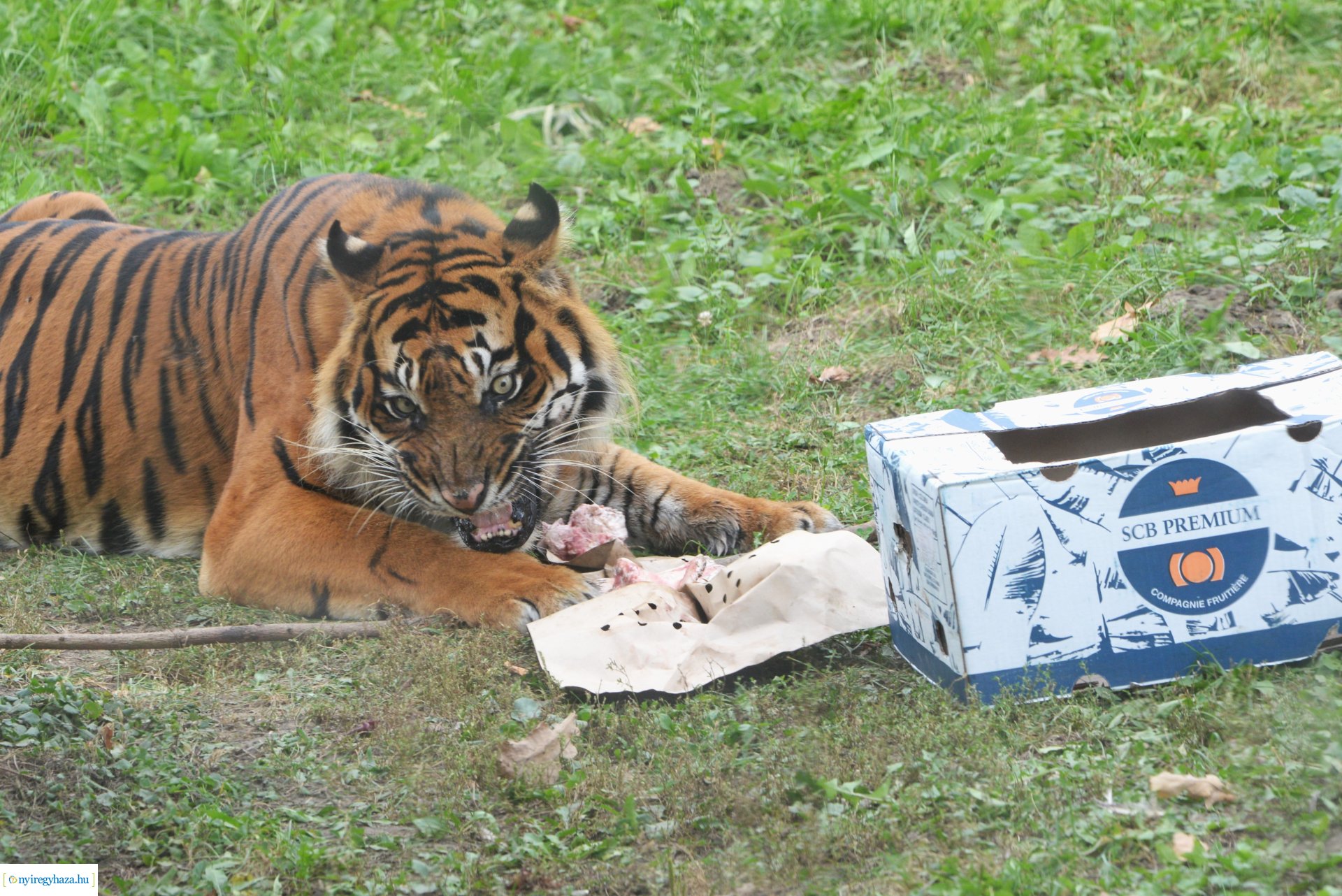 Állatok Világnapja a Nyíregyházi Állatparkban - 2023