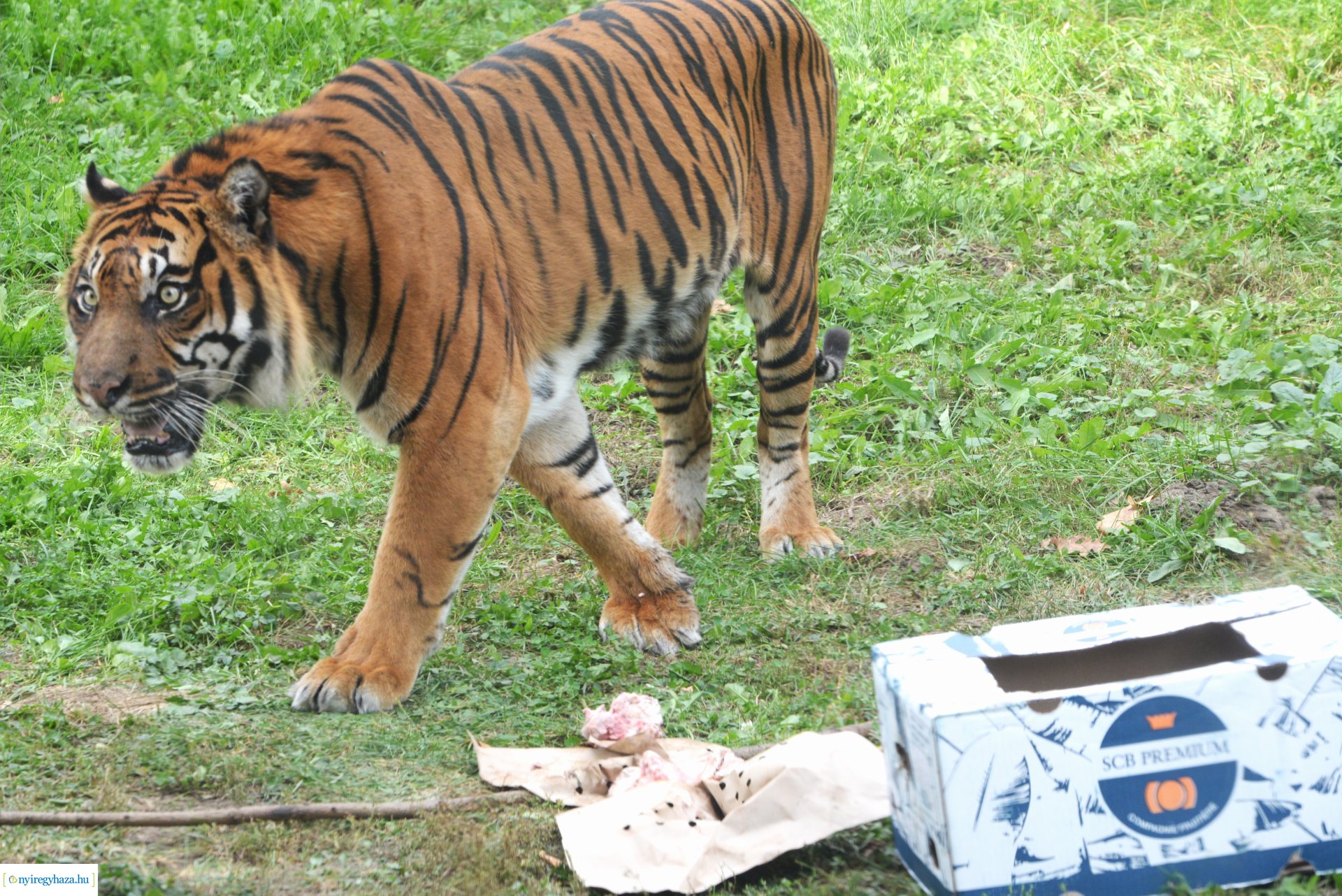 Állatok Világnapja a Nyíregyházi Állatparkban - 2023