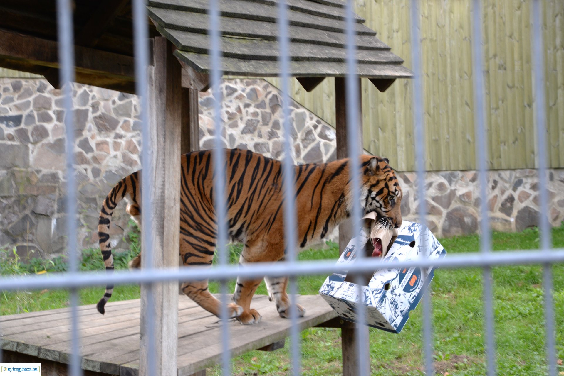 Állatok Világnapja a Nyíregyházi Állatparkban - 2023