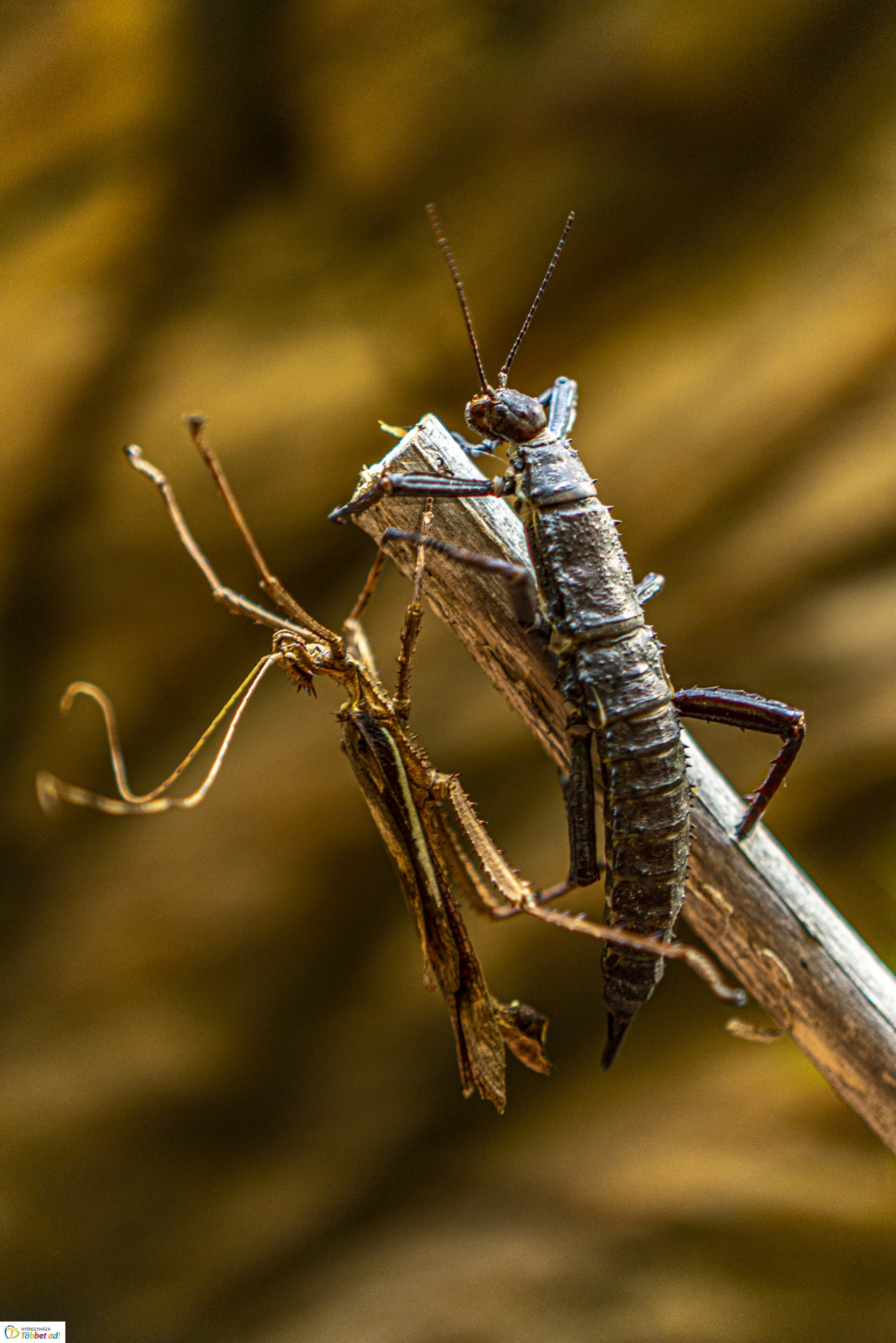Állatok világnapja a Nyíregyházi Állatparkban
