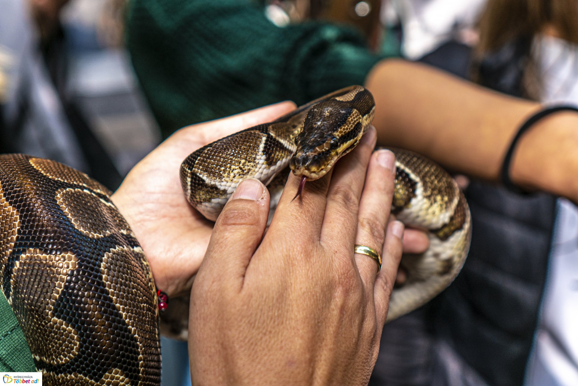 Állatok világnapja a Nyíregyházi Állatparkban