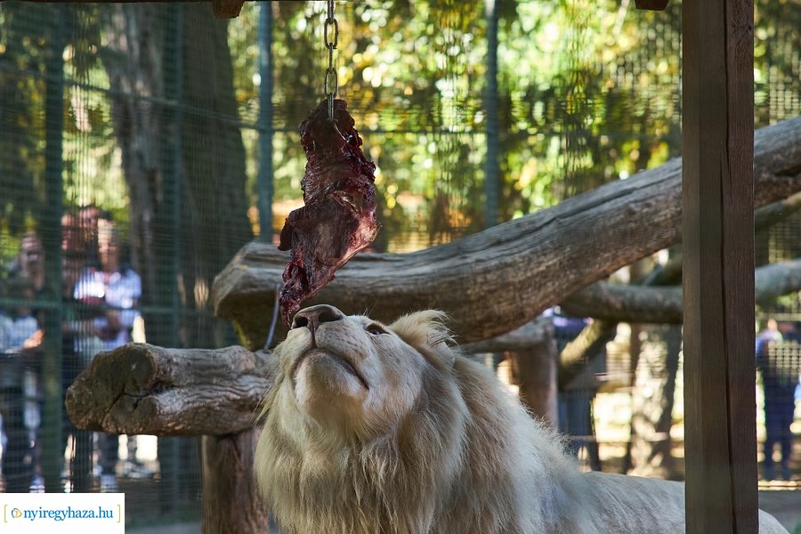 Állatok Világnapja az Állatparkban