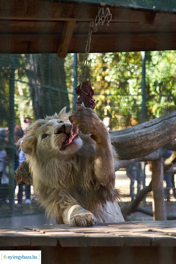 Állatok Világnapja az Állatparkban