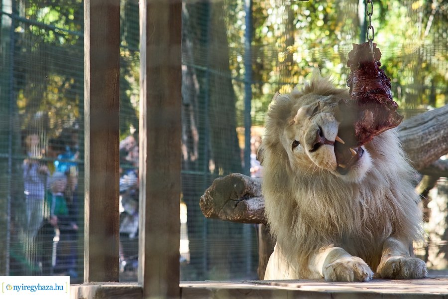 Állatok Világnapja az Állatparkban