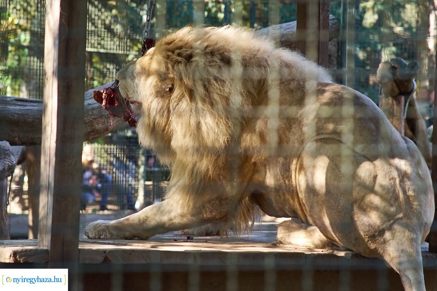 Állatok Világnapja az Állatparkban