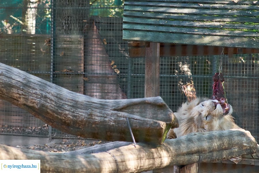 Állatok Világnapja az Állatparkban