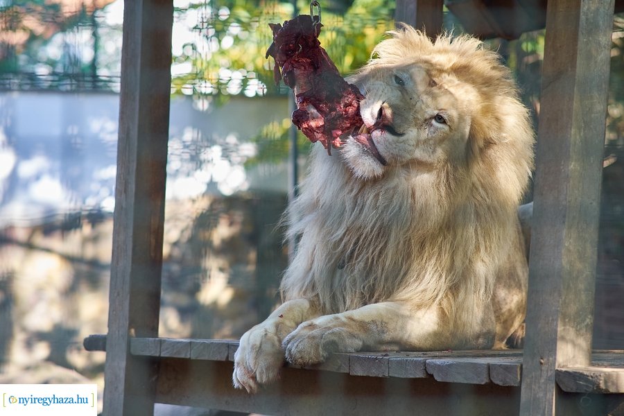 Állatok Világnapja az Állatparkban