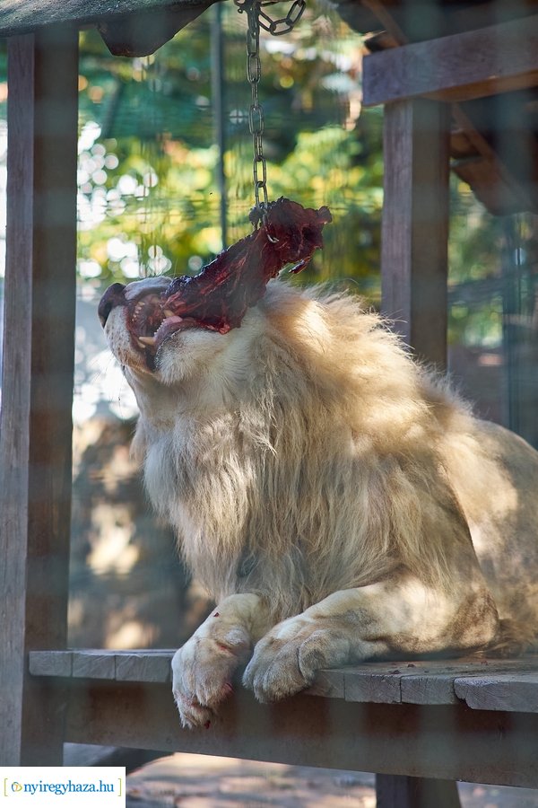 Állatok Világnapja az Állatparkban