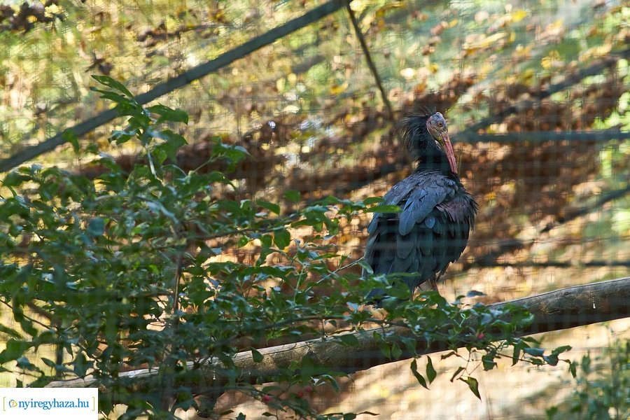 Állatok Világnapja az Állatparkban