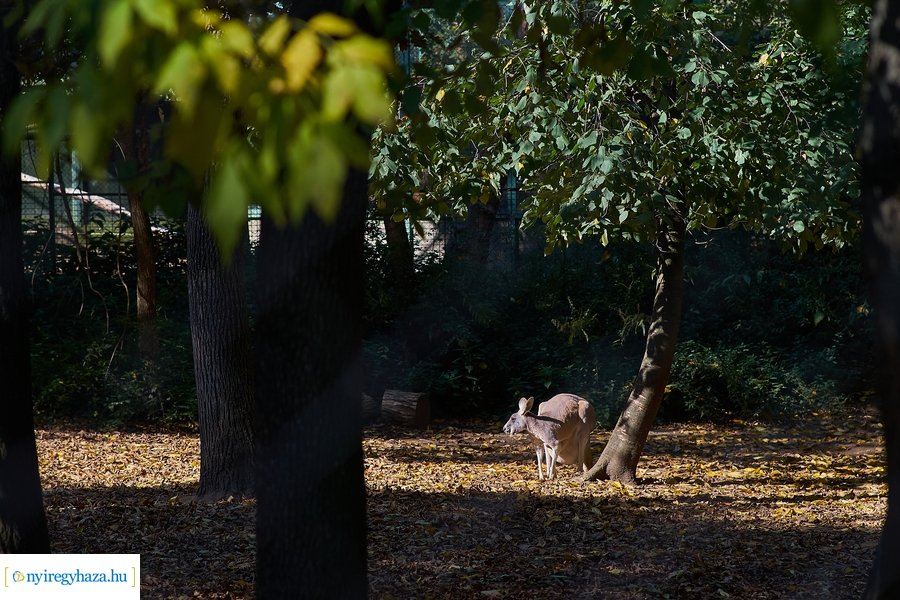 Állatok Világnapja az Állatparkban