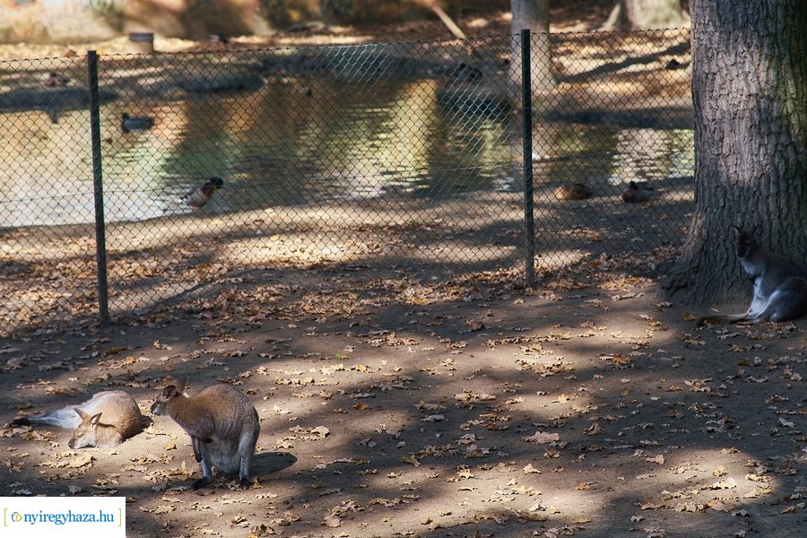 Állatok Világnapja az Állatparkban