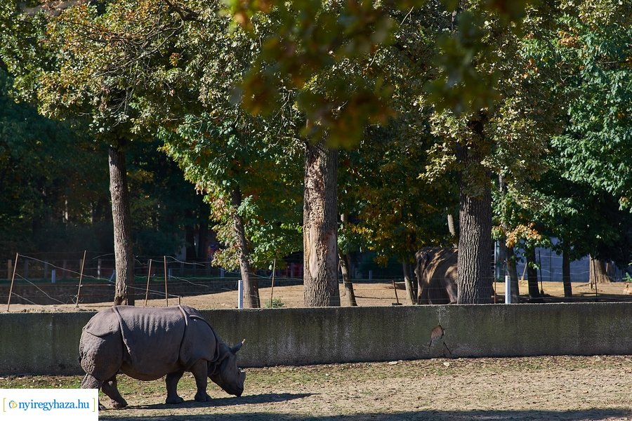 Állatok Világnapja az Állatparkban