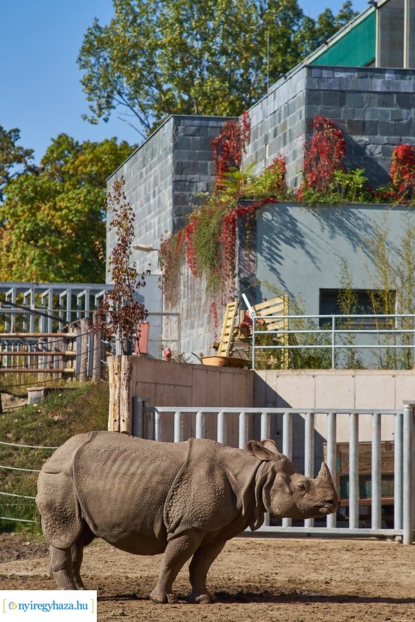 Állatok Világnapja az Állatparkban