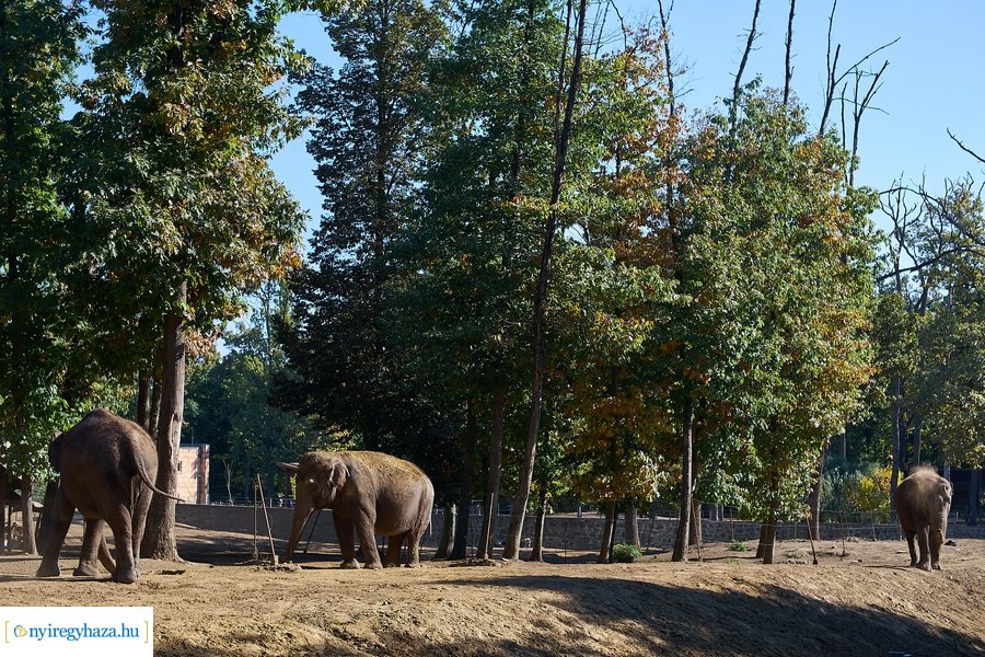 Állatok Világnapja az Állatparkban