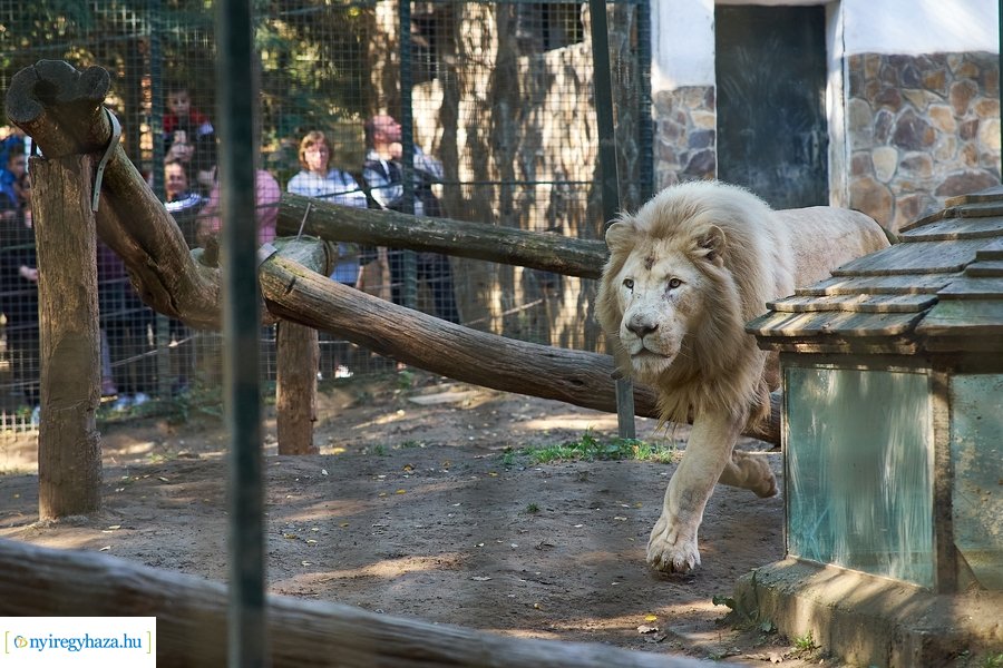 Állatok Világnapja az Állatparkban