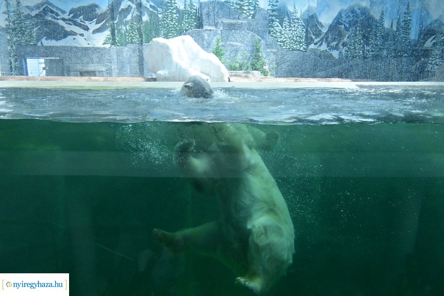 Állatparki wellness