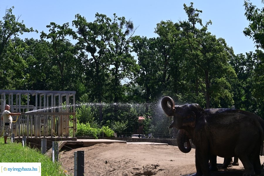 Állatparki wellness