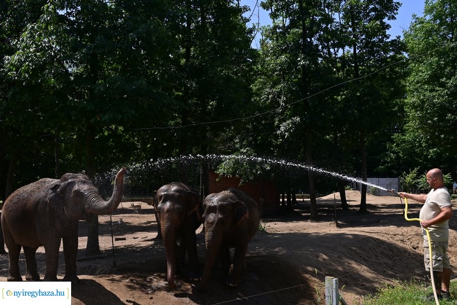 Állatparki wellness