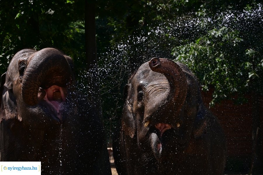 Állatparki wellness